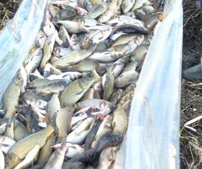 В Нижегородской области из сетей браконьеров спасено около 13 тысяч рыб - фото 1