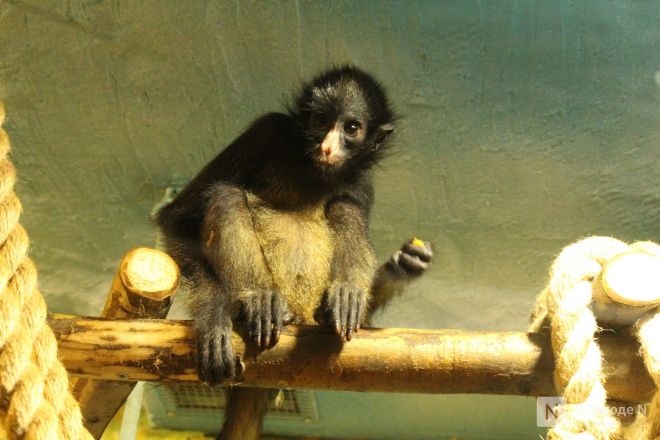 Детки в объективе: показываем милых малышей, которые родились в нижегородском зоопарке «Лимпопо» - фото 81