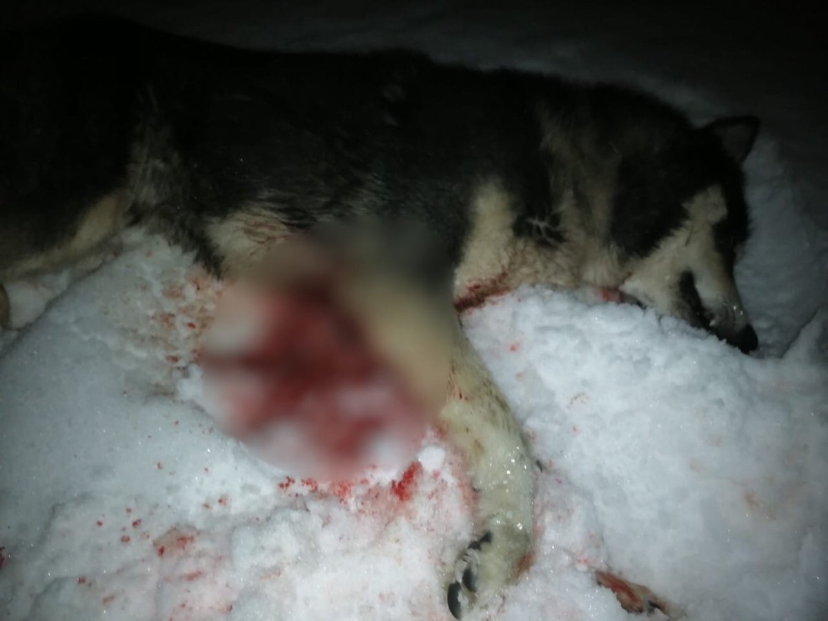 Собаку застрелили из ружья в Сормовском районе