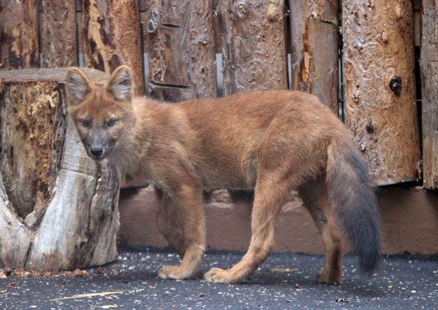 Нижегородский зоопарк объявил конкурс на имена для красных волков - фото 3