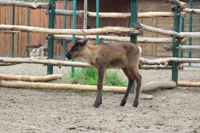 Два северных олененка родились в нижегородском зоопарке &laquo;Лимпопо&raquo; - фото 2