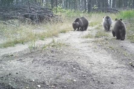 Медведицу Керженского заповедника подозревают в усыновлении медвежат