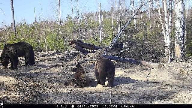 Медведица с медвежатами попала в фотоловушку Керженского заповедника