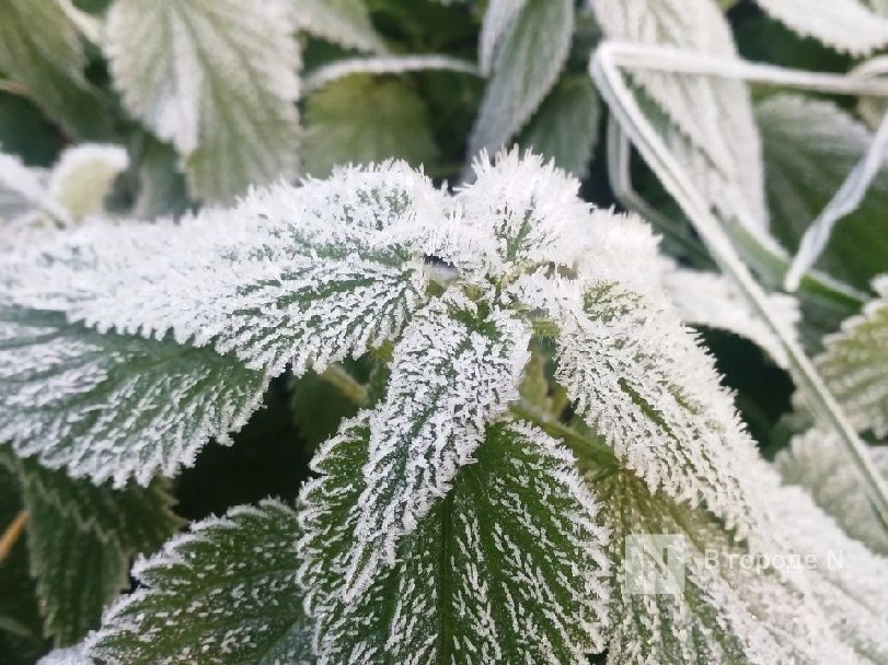 Новые заморозки до -5℃ надвигаются на Нижегородскую область - фото 1