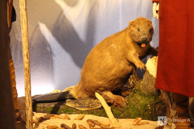 Монеты, украшения и боевые топоры: фоторепортаж с выставки археологических находок в Нижнем Новгороде - фото 49