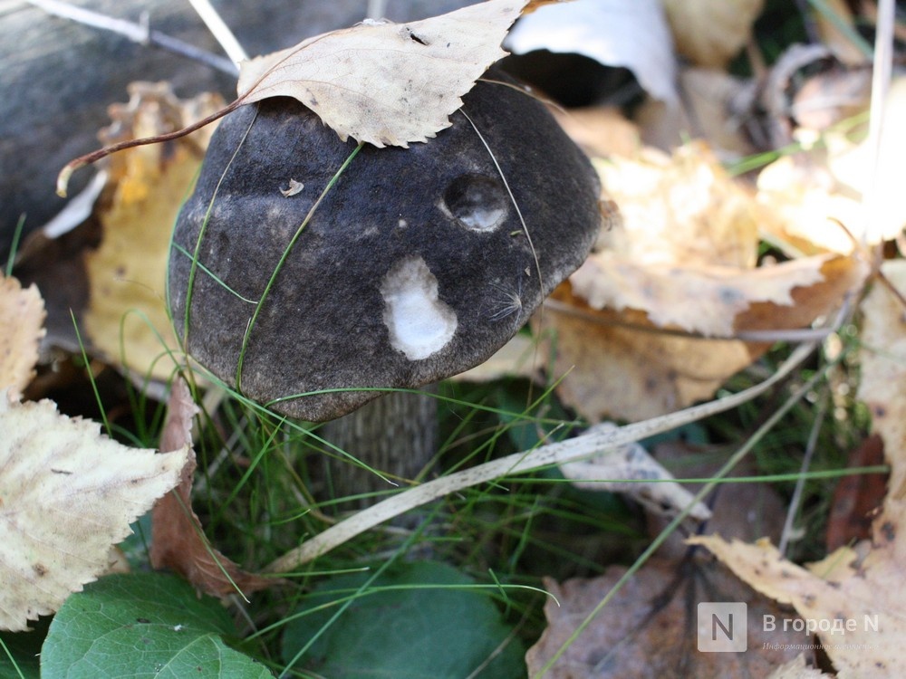 Нижегородцам рассказали, где сейчас можно собрать много грибов - фото 1