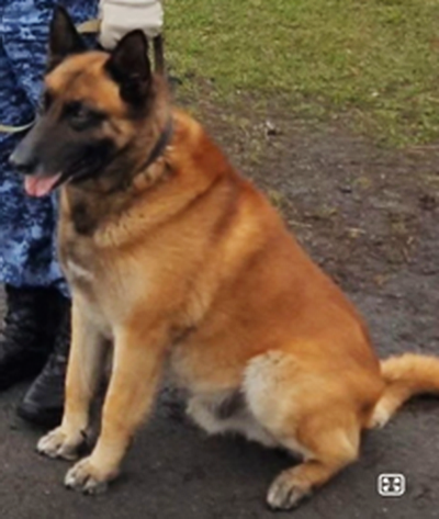 Новых хозяев ищут для служебных собак в Нижегородской области - фото 2