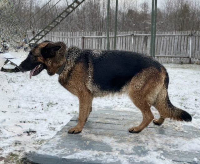 Служебным собакам-пенсионерам ищут новый дом в Нижегородской области - фото 3