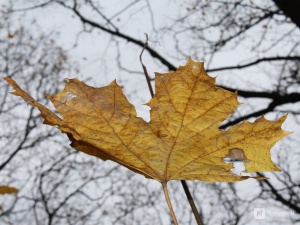 Дожди и похолодание до +5°С принесет нижегородцам наступившая неделя