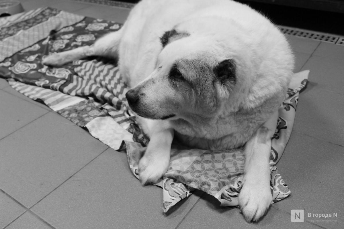 Сбросивший чудовищный вес пес Кругетс умер в нижегородском приюте - фото 1
