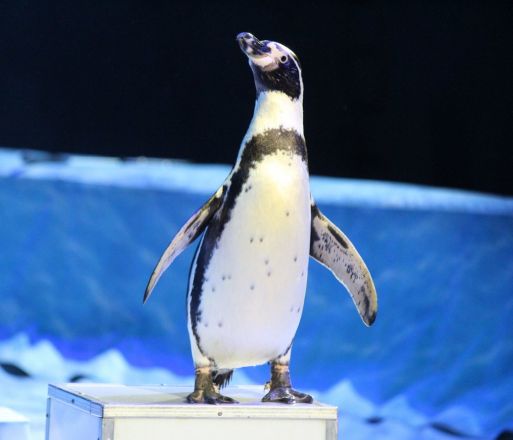 Пингвины на манеже: новогоднее шоу в нижегородском цирке - фото 16