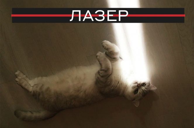 Нижегородские ученые объяснили физические явления с помощью кошек - фото 4