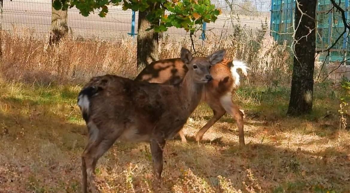 Трех оленей перевезли из Нижегородской области в ДНР - фото 1