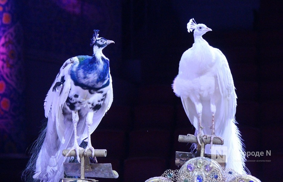 &laquo;Песчаную сказку&raquo; Гии Эрадзе покажут в нижегородском цирке - фото 4
