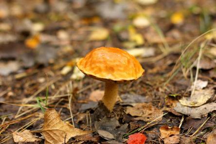 8 советов, которые помогут вам избежать отравления грибами