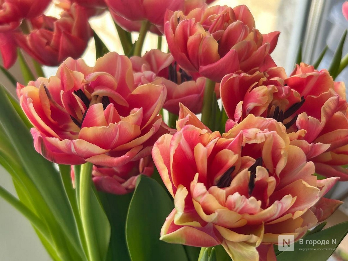 Потепление до +7°С ждет нижегородцев на следующей неделе - фото 1