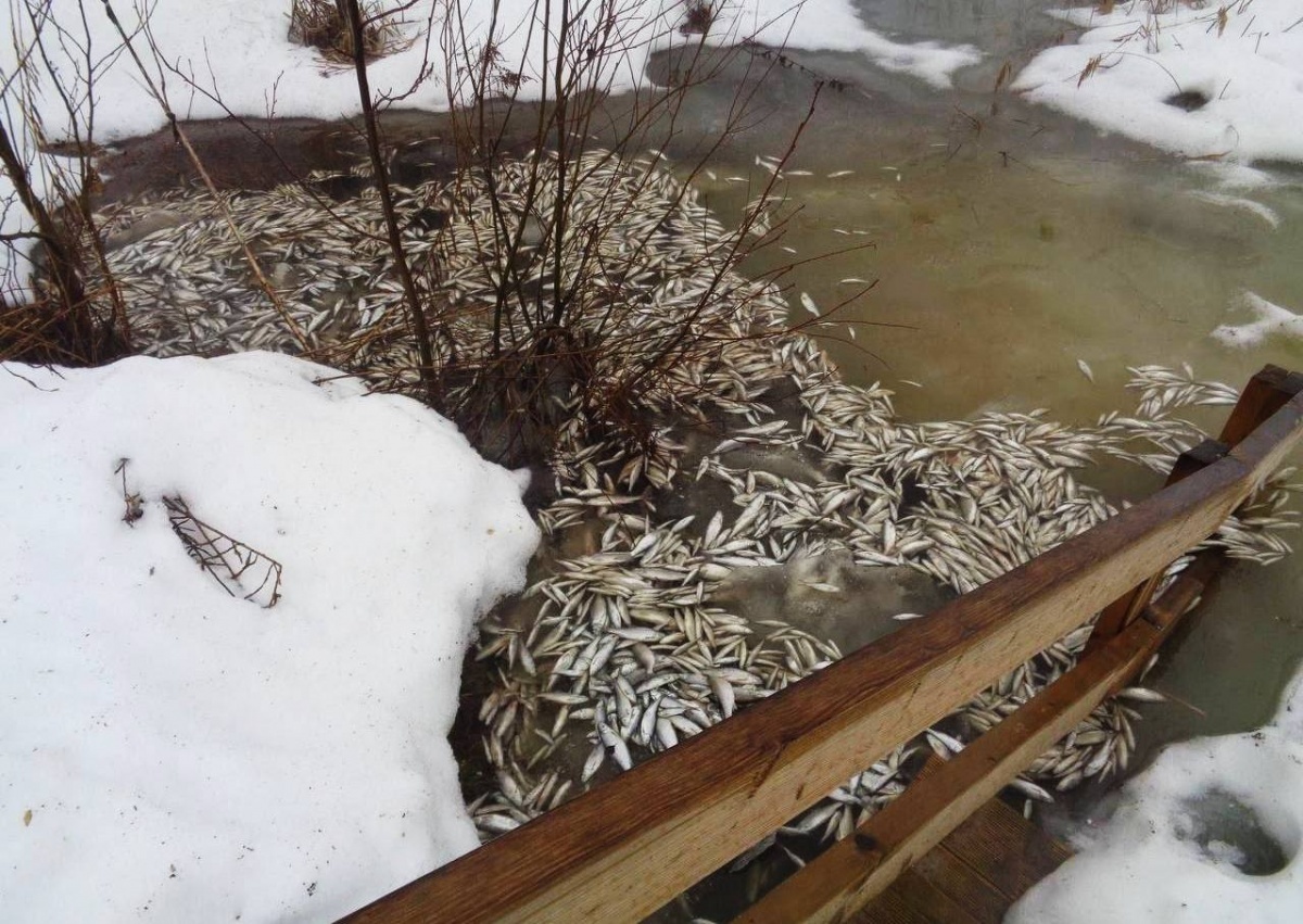 Рыба в озере Светлояр могла погибнуть из-за его загрязнения