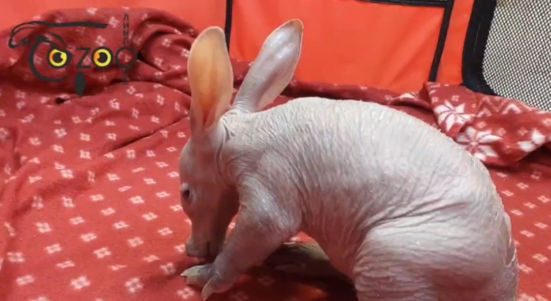 Редкий зверь родился в нижегородском зоопарке «Лимпопо» - фото 1