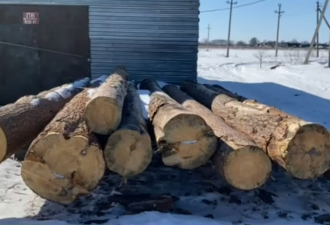 Житель Арзамасского района незаконно нарубил деревьев на 970 тысяч рублей - фото 1