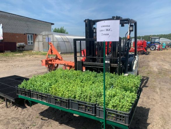 Нижегородские депутаты изучили в Семенове процесс восстановления лесов - фото 4