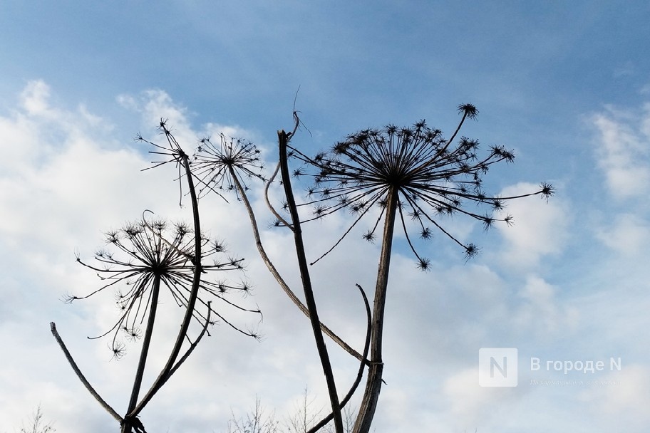 Нижегородский врач предупредил об опасности ожогов от борщевика - фото 1