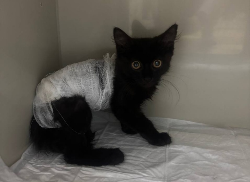 Живодер обмотал котенка нитками и сломал ему хвост в Нижнем Новгороде - фото 1