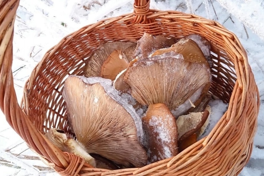 Нижегородцы и в декабре продолжают собирать грибы
