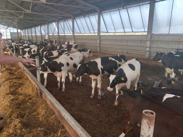 Строительство фермы на 1 040 коров завершится в 2024 году в Бутурлинском округе - фото 1
