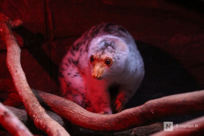 Фоторепортаж из &laquo;Лимпопо&raquo;: как животные подготовились к зиме в нижегородском зоопарке - фото 41