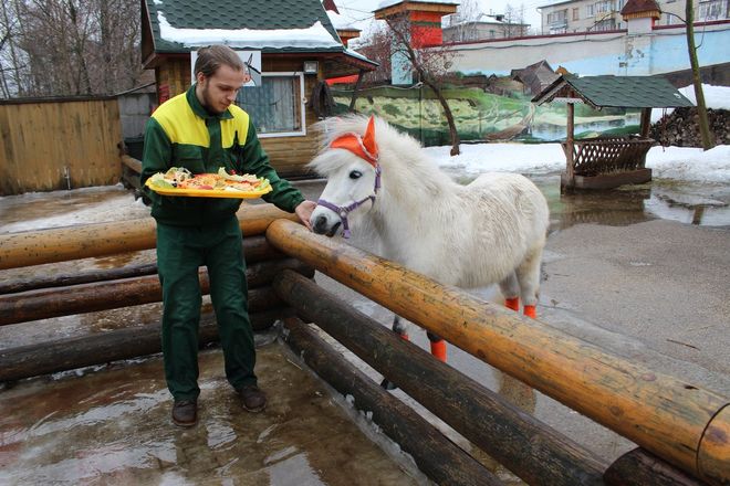 Звериная Масленица: обитателей нижегородского зоопарка угостили блинами - фото 12