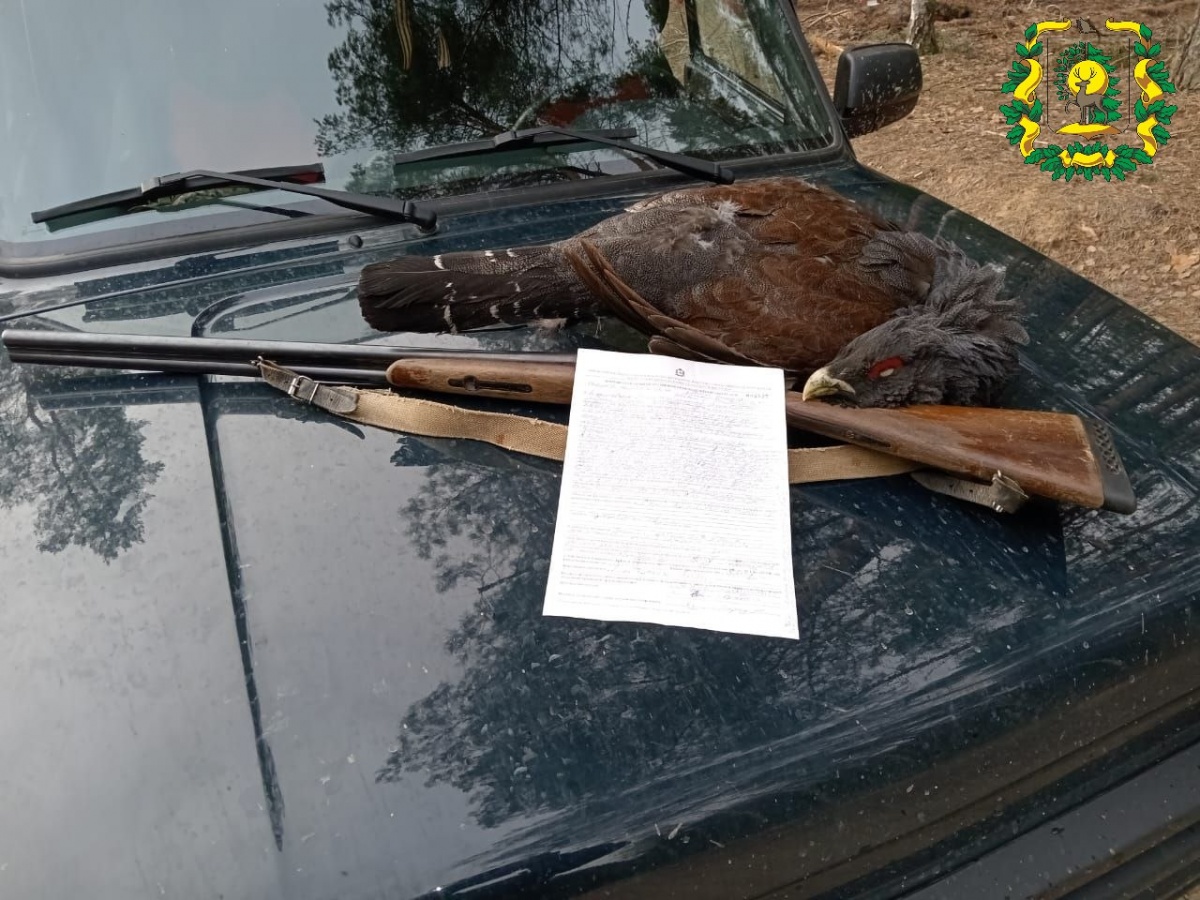 Браконьера будут судить в Нижегородской области за убийство глухаря - фото 1