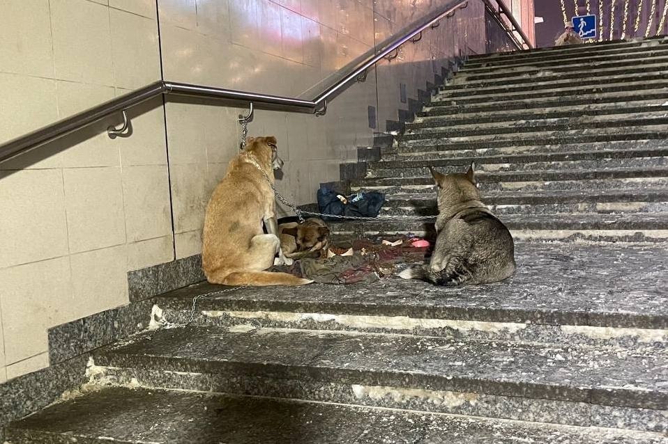 Зоозащитники призвали отстать от собак в нижегородском переходе на Лядова - фото 1