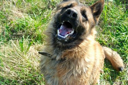 Нижегородцы жалуются на стаю агрессивных бездомных собак у жилых домов