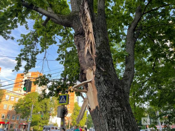 Появились фото с места падения дерева на легковушку в Нижнем Новгороде - фото 5