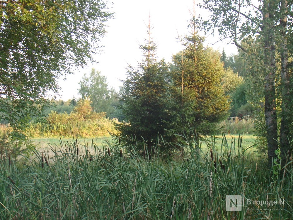 Более 300 кг семян заготовили для восстановления лесов Нижегородской области - фото 1