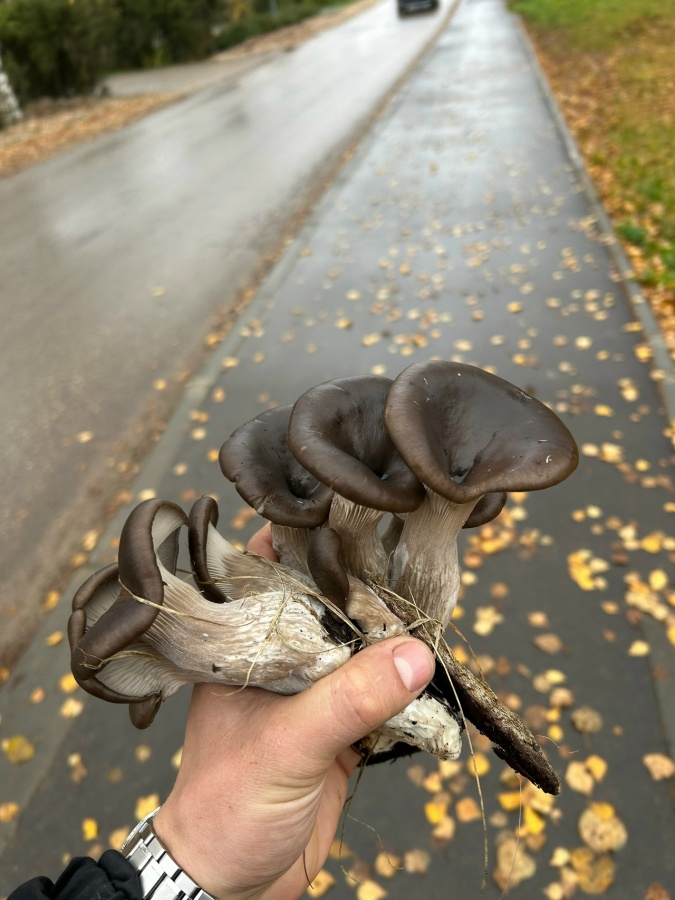 Нижегородцы рассказали, какие грибы собирают в лесу в конце октября - фото 1