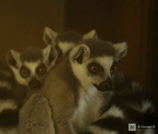 Детки в объективе: показываем милых малышей, которые родились в нижегородском зоопарке «Лимпопо» - фото 37
