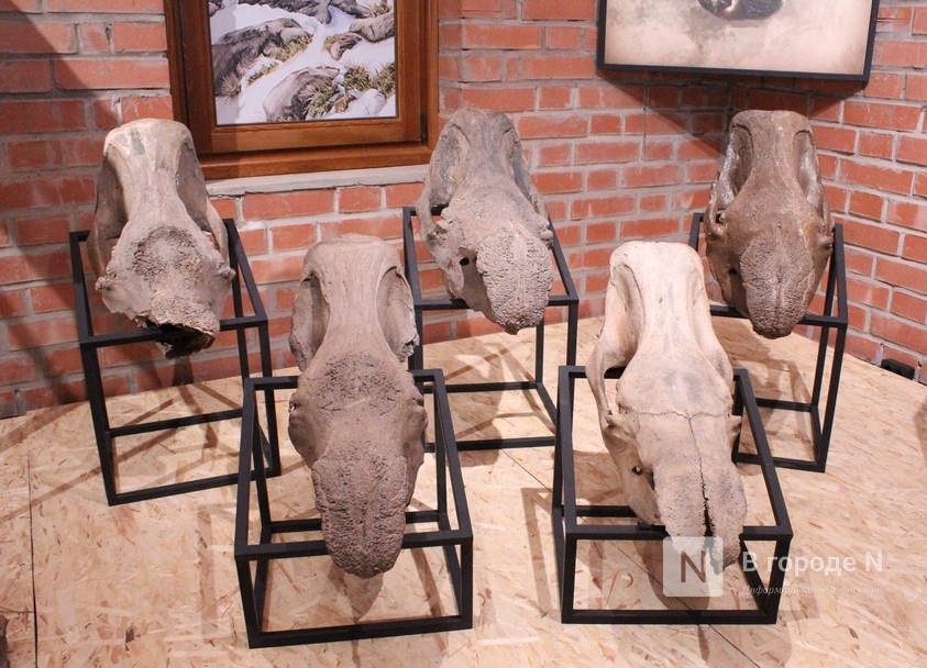 Ледниковый период по-нижегородски: палеонтологическая выставка открылась в Кремле - фото 2