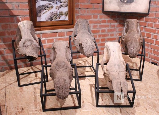 Ледниковый период по-нижегородски: палеонтологическая выставка открылась в Кремле - фото 22