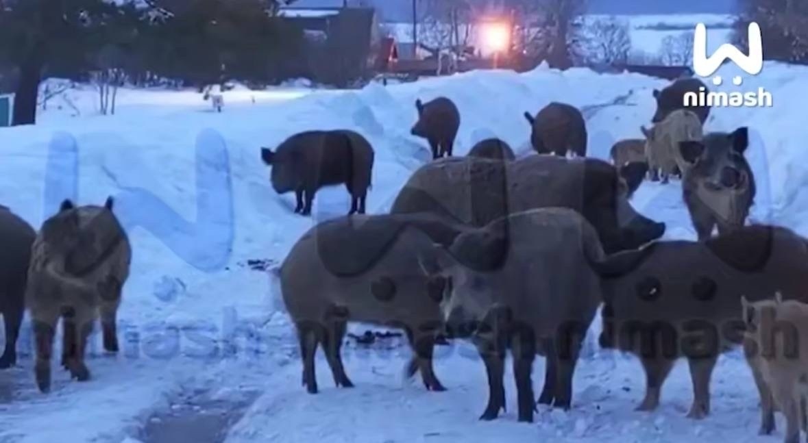 Огромное стадо голодных свиней терроризирует жителей нижегородского села - фото 1
