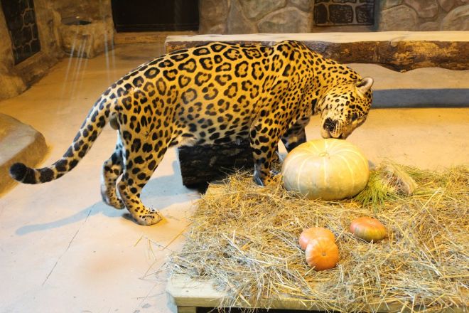 Всем по тыкве: обитатели нижегородского зоопарка отметили Хэллоуин - фото 23