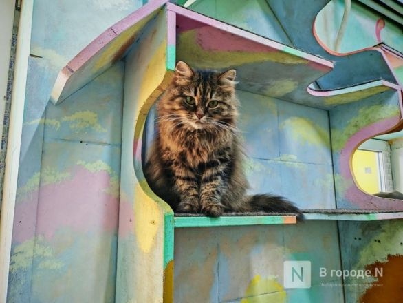 Карантин по бешенству ввели в двух деревнях в Нижегородской области - фото 1