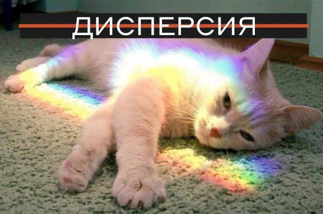 Нижегородские ученые объяснили физические явления с помощью кошек - фото 2