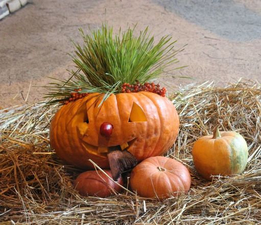 Всем по тыкве: обитатели нижегородского зоопарка отметили Хэллоуин - фото 12
