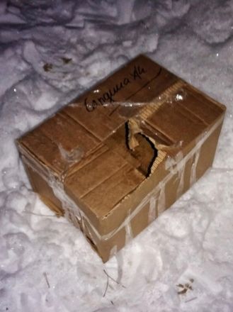 Кота в заклеенной картонной коробке нашли в лесу под Дзержинском - фото 1