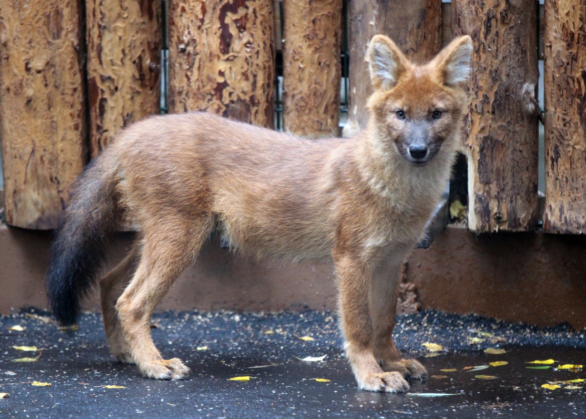Нижегородский зоопарк объявил конкурс на имена для красных волков - фото 1