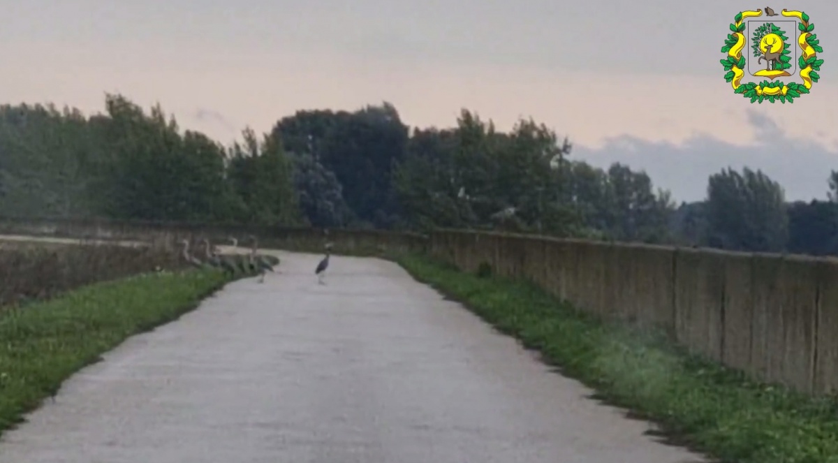 Стаю редких серых цапель заметили в Нижегородской области - фото 1