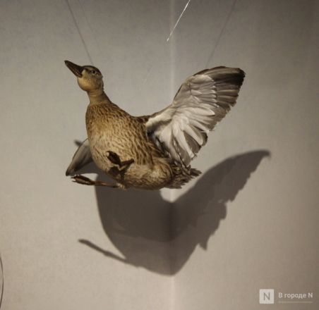 Монеты, украшения и боевые топоры: фоторепортаж с выставки археологических находок в Нижнем Новгороде - фото 70