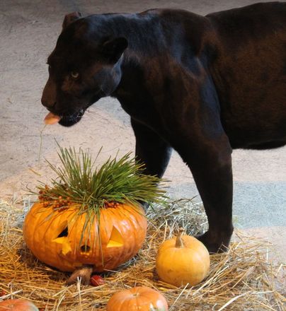 Всем по тыкве: обитатели нижегородского зоопарка отметили Хэллоуин - фото 27