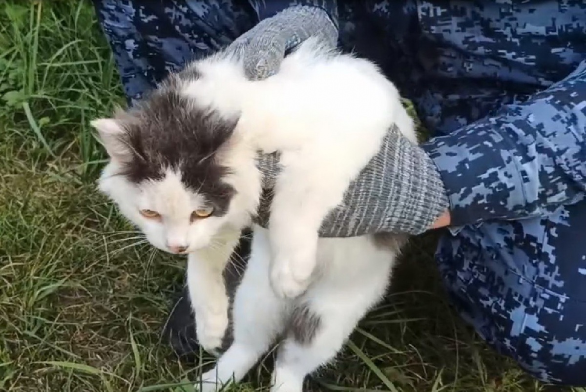 Кота-наркокурьера задержали в нижегородской колонии - фото 1